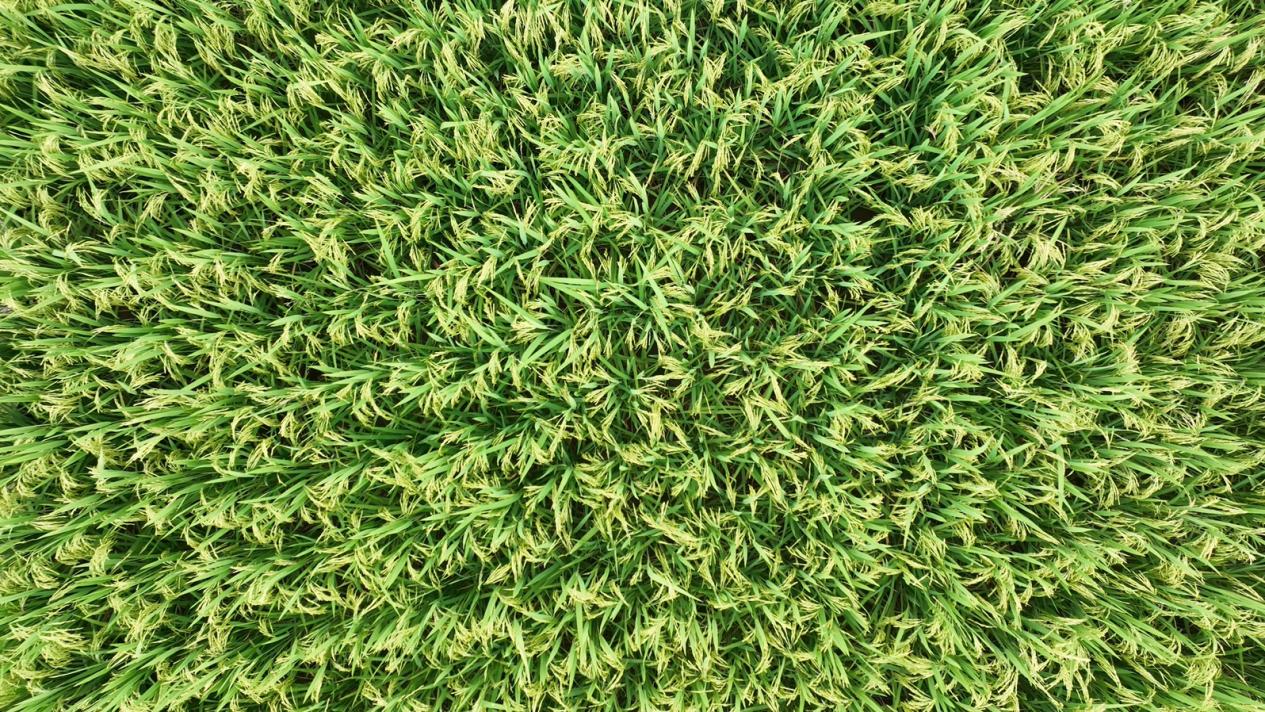 image011.jpg