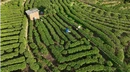 莽山瑶族乡钟家村：秋染茶山采摘忙