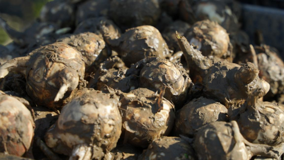 宜章县汤湖里村：白茨菇冬日采收忙  农田变增收“聚宝盆”2820.png