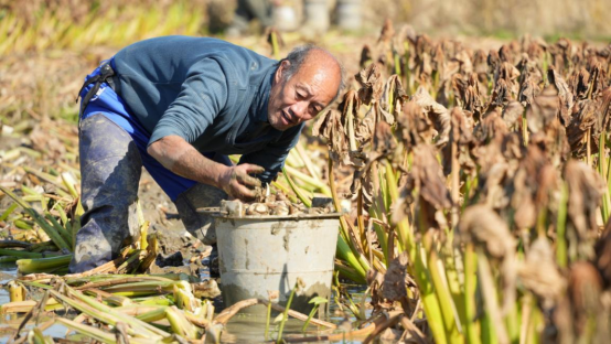 宜章县汤湖里村：白茨菇冬日采收忙  农田变增收“聚宝盆”2816.png