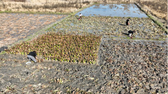 宜章县汤湖里村：白茨菇冬日采收忙  农田变增收“聚宝盆”2818.png