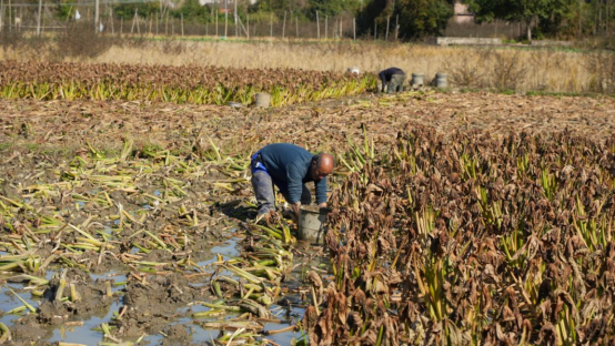 宜章县汤湖里村：白茨菇冬日采收忙  农田变增收“聚宝盆”2817.png