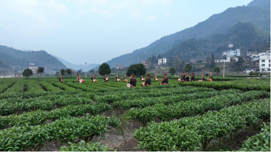 宜章莽山：瑶胞茶园赛鼓迎新年(1)577.png