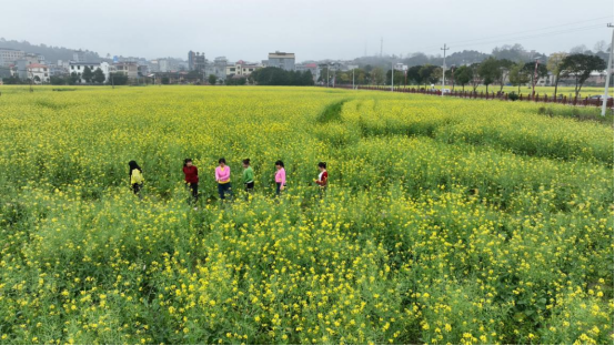 宜章县一六村：油菜花开醉游人(新媒体)616.png