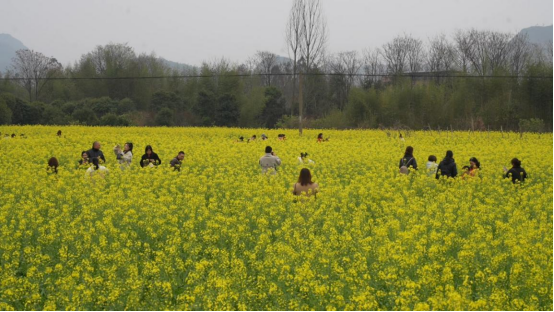 宜章县一六村：油菜花开醉游人(新媒体)615.png