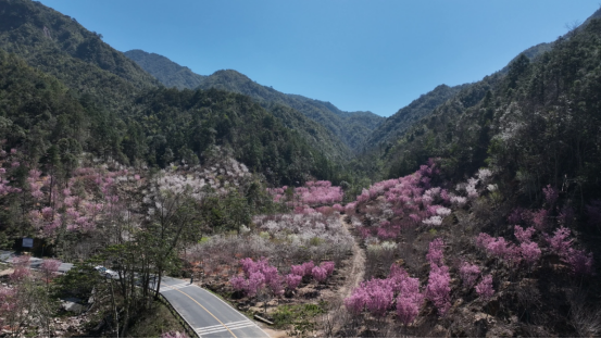 宜章莽山:“醉”美樱花满山坡184.png 宜章莽山:“醉”美樱花满山坡184.png