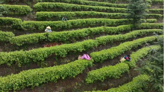 宜章县关溪乡：高山云雾绕茶山&nbsp; 茶旅融合促振兴（新媒体）997.png