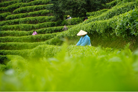 宜章县关溪乡：高山云雾绕茶山&nbsp; 茶旅融合促振兴（新媒体）1094.png