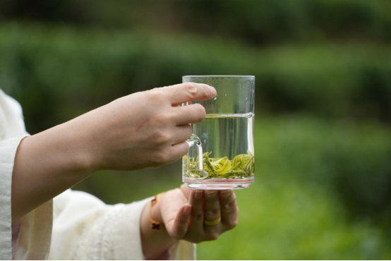 宜章县关溪乡：高山云雾绕茶山&nbsp; 茶旅融合促振兴（新媒体）1054.png