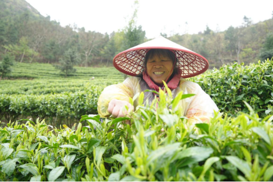宜章县关溪乡：高山云雾绕茶山&nbsp; 茶旅融合促振兴（新媒体）1083.png