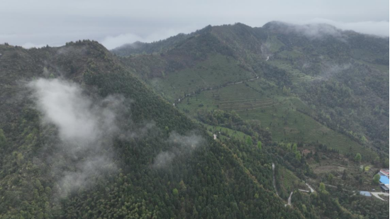 宜章县关溪乡：高山云雾绕茶山&nbsp; 茶旅融合促振兴（新媒体）1021.png