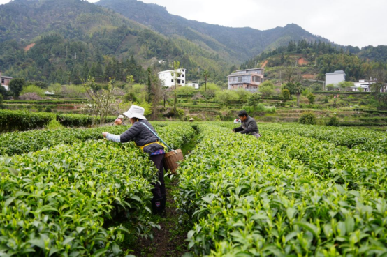宜章莽山：明前茶抢“鲜”采摘（新媒体）292.png