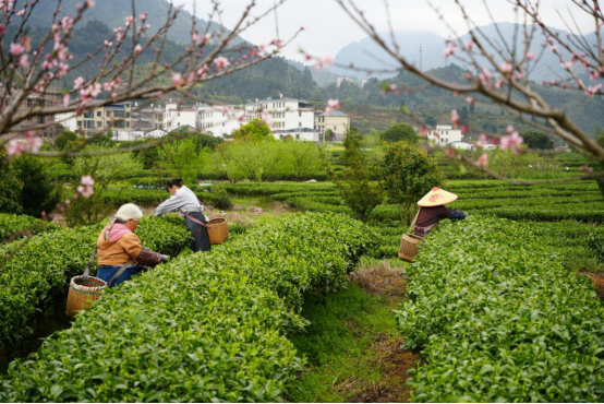 宜章莽山：明前茶抢“鲜”采摘（新媒体）294.png