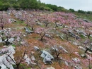 赤石乡曹田村：鹰嘴桃花漫山灿 石漠山丘绽春颜