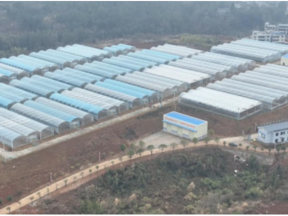 宜章县：脐橙苗购销两旺