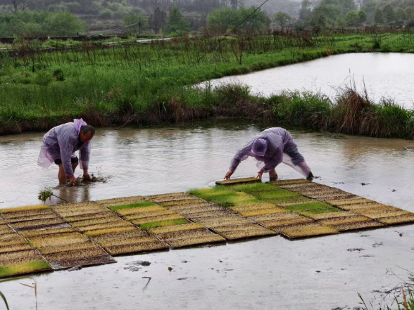 五岭镇邓家湾村：抢抓农时栽秧苗 筑牢丰产好根基