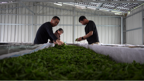 宜章县严廊村：春染茶山采摘忙   茶香四溢促增收2885.png