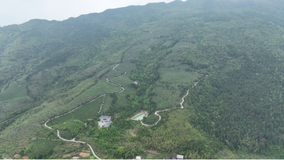 宜章县严廊村：春染茶山采摘忙   茶香四溢促增收2857.png