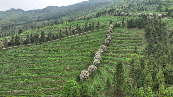 宜章县严廊村：春染茶山采摘忙   茶香四溢促增收2850.png