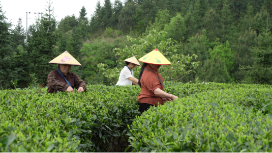 宜章县严廊村：春染茶山采摘忙   茶香四溢促增收2836.png