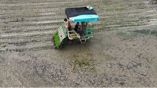 宜章县浆水乡：早稻插秧忙  田间披“新绿”(2)670.png