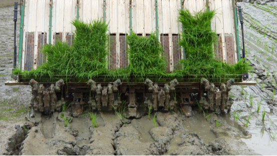 宜章县浆水乡：早稻插秧忙  田间披“新绿”(2)668.png