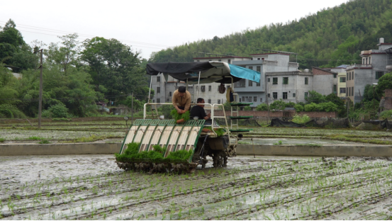宜章县浆水乡：早稻插秧忙  田间披“新绿”(2)666.png