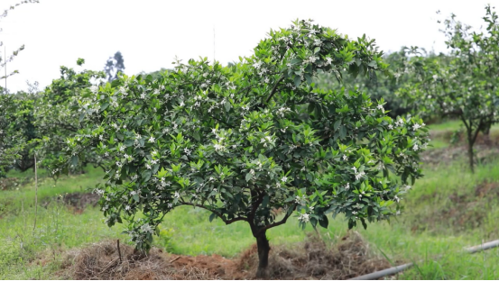 宜章:脐橙花开春光美446.png 宜章:脐橙花开春光美446.png