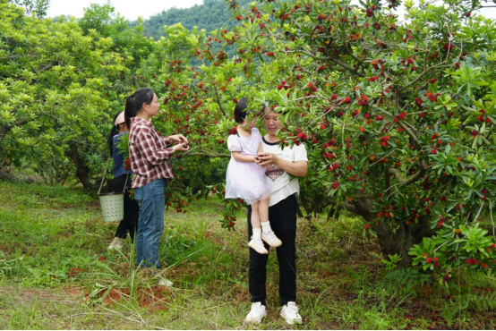 宜章县水浸窝村：杨梅枝头俏  致富众乡邻2827.png