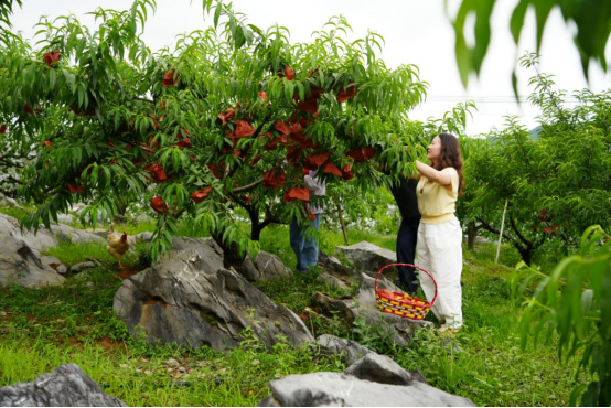 宜章县赤石乡：石漠化荒山蜕变绿色“花果山”（新媒体）694.png