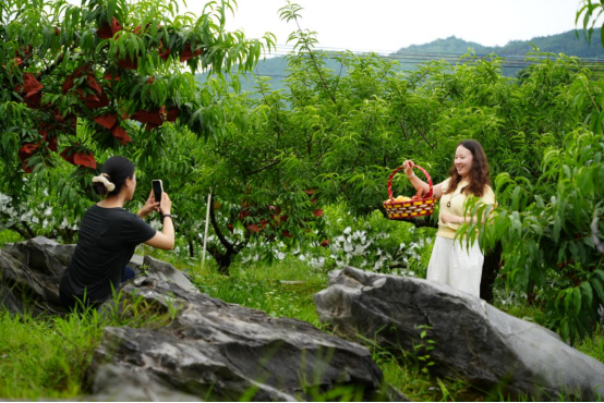 宜章县赤石乡：石漠化荒山蜕变绿色“花果山”（新媒体）695.png