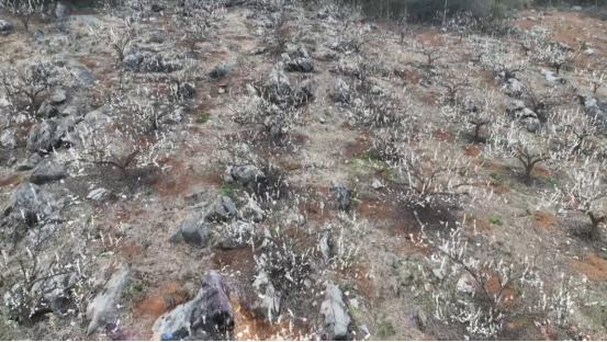 宜章县赤石乡：石漠化荒山蜕变绿色“花果山”（新媒体）704.png