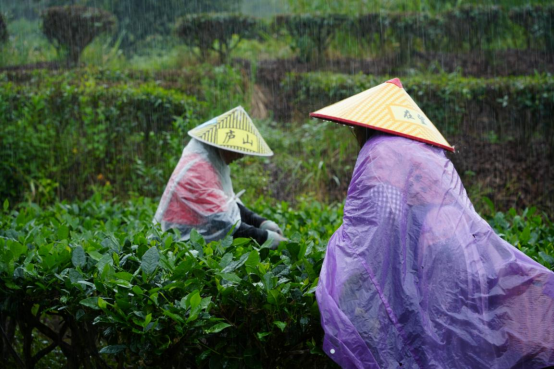 宜章县莽山瑶族乡:秋雨绵绵采茶忙290.png 宜章县莽山瑶族乡:秋雨绵绵采茶忙290.png