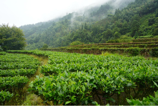 宜章县莽山瑶族乡:秋雨绵绵采茶忙296.png 宜章县莽山瑶族乡:秋雨绵绵采茶忙296.png