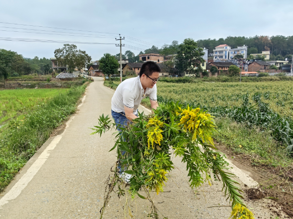 黄沙镇沙坪村：及时铲除入侵物种 守护本土生态安全