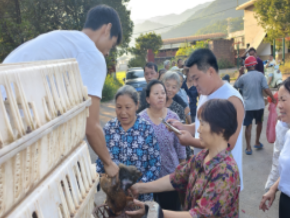 五岭镇发放鸡苗促增收 振兴乡村惠民生