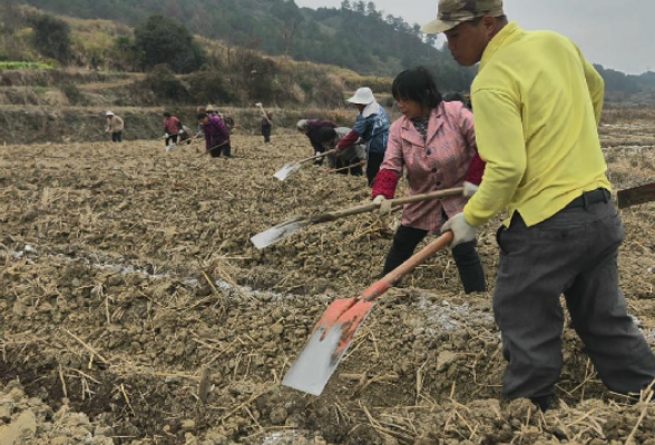 冬闲不闲忙备耕 瑶岗仙镇烟田劳作正酣