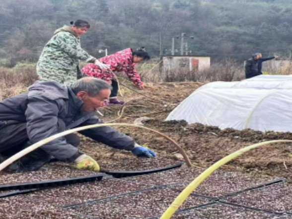 人勤春来早 沃野启新程 | 五岭镇浒口村春耕生产按下“加速键”