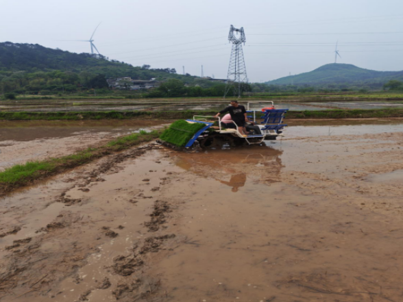 五岭镇：抢抓农时忙插秧 机械化绘就春耕好“丰”景