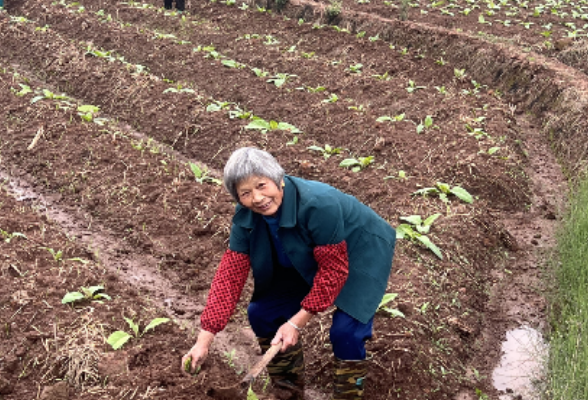 杨梅山镇香花村：春耕正当时 土地流转绘就增收新图景