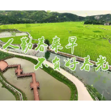 【春耕生产正当时】春耕正当时 烤烟间苗补苗忙