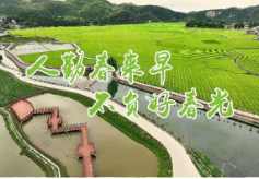 【十大重点工作·产业大发展·春耕生产】脐橙种植忙 我县计划今年新增脐橙种植面积1万亩
