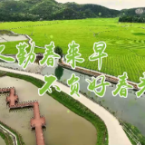 【春耕生产正当时】五岭镇樟桥村：修好机耕道 “铁牛”好下田