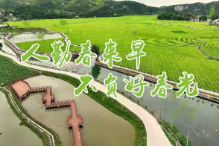 【春耕生产正当时】人勤春来早 香芋种植忙
