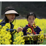 杨梅山镇：油菜花田画“春天”