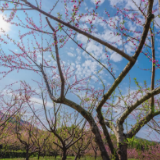 莽山燕子岩：桃花朵朵引客来