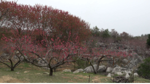 桃花红 李花白 三月赤石很烂漫