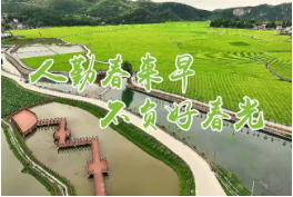 【春耕生产正当时】橙花香 橙农忙