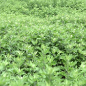 【打好高质量“发展六仗”】黄沙镇曹家坌村：艾草茵茵“香”满村