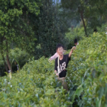 【旅发进行时】品新茶 吃茶宴 趣味茶旅引客来